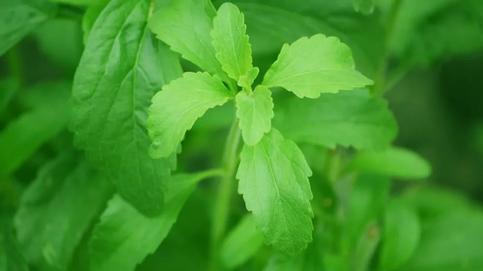 Süße Stevia-Pflanze